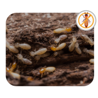 Termite Treatment Service